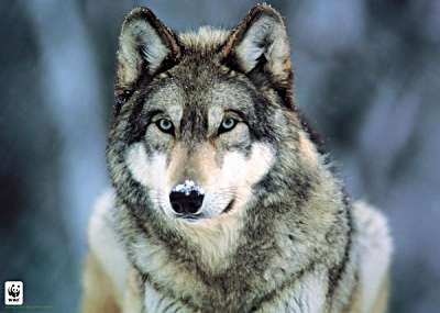 gray-wolf.jpg