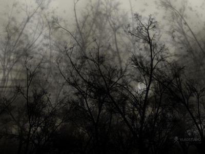 Черные деревья Капатэна.JPG