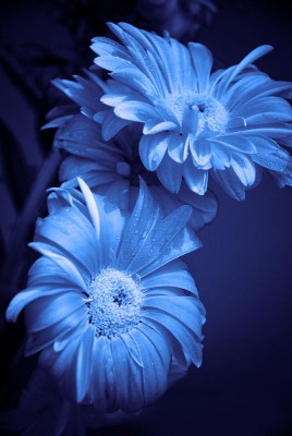 цветок Наяд.jpg