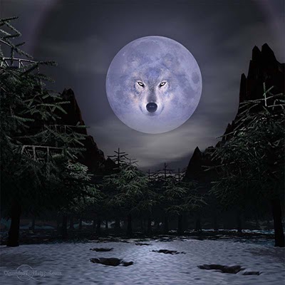 wolves-night-moon-nature.jpg