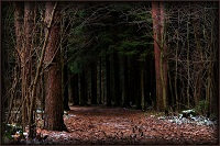 лес у особняка Фишеров.jpg